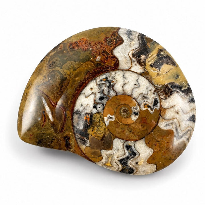 Ammonite Fossil