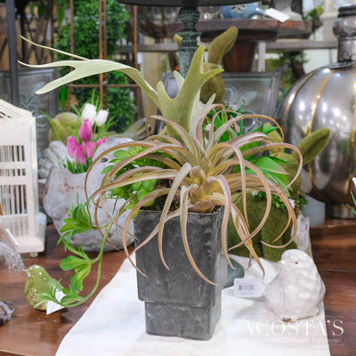 Succulents In Container