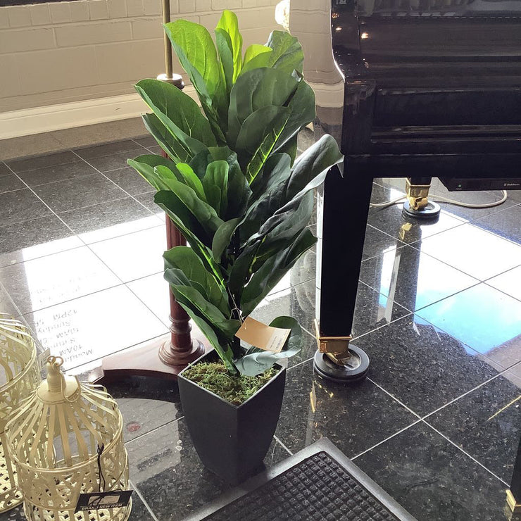 Fiddle Leaf Fig Plant